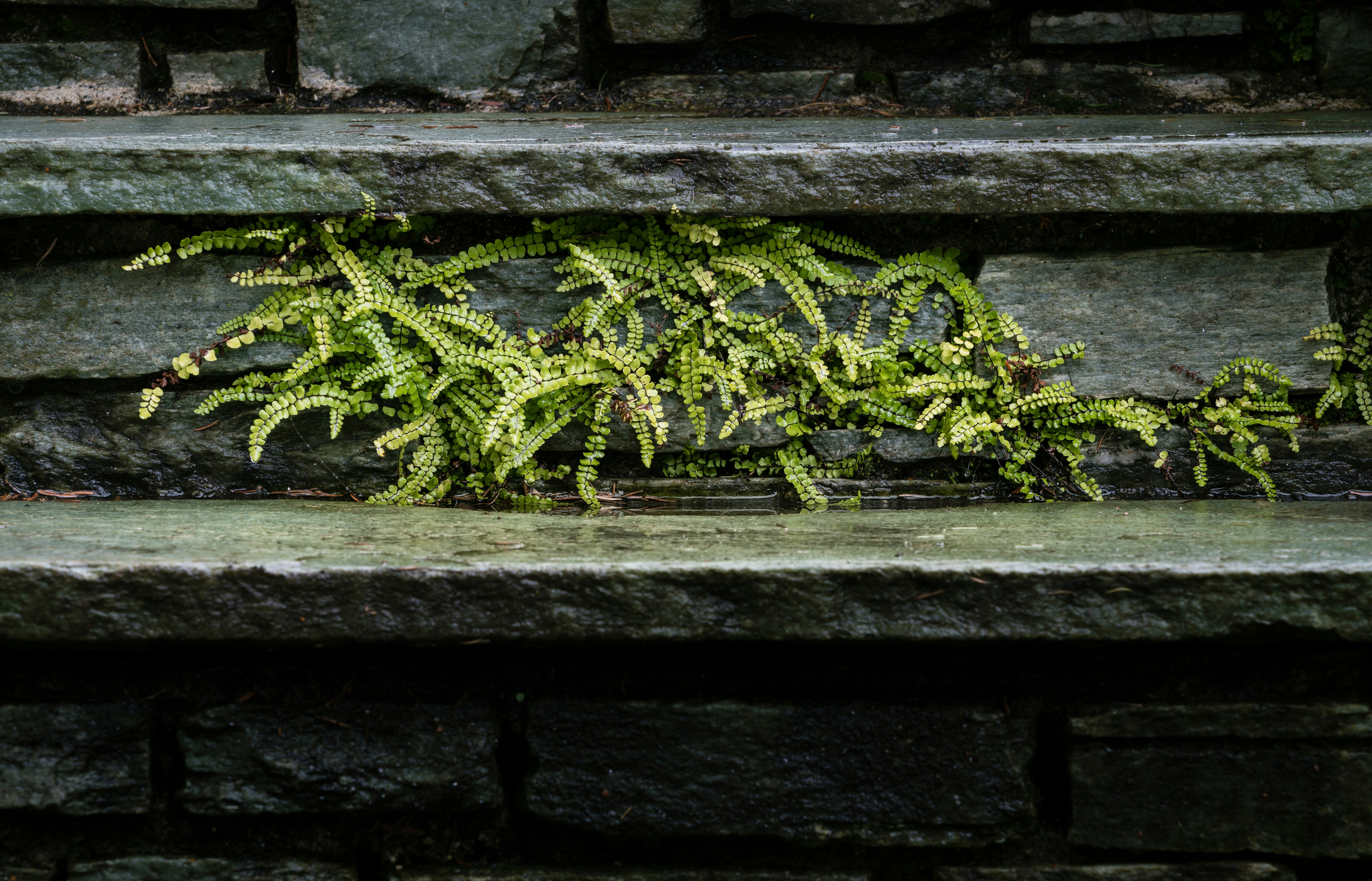 green fern plant on gray concrete wall